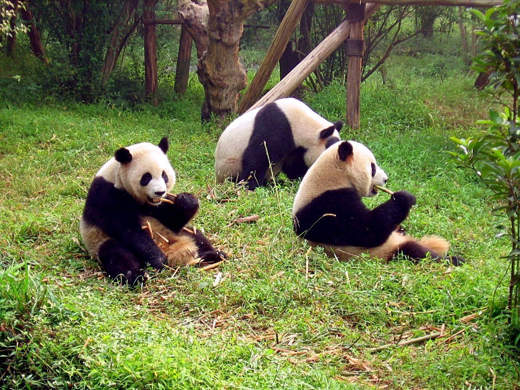 Chengdu Panda Morning and Teahouse Afternoon