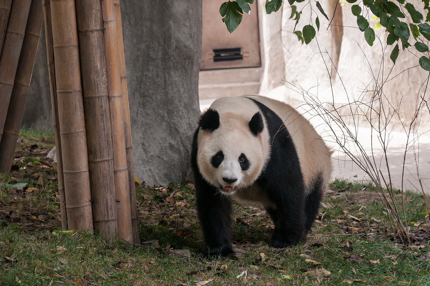 Chengdu giant panda close view