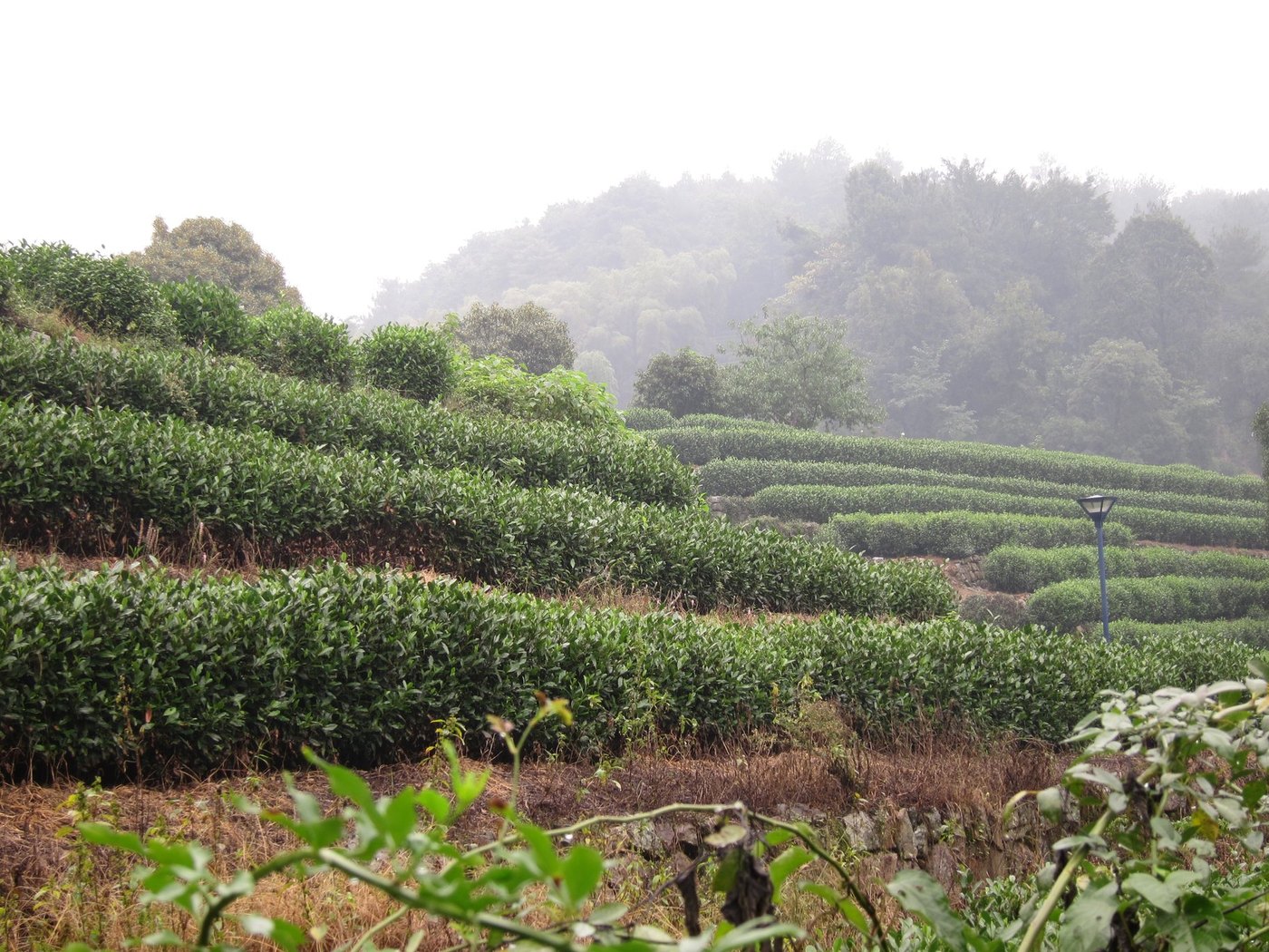 Longjing tea fields Hangzhou