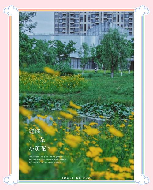 宁波甬城黄花公园
