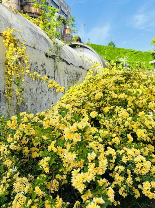 黄花园林