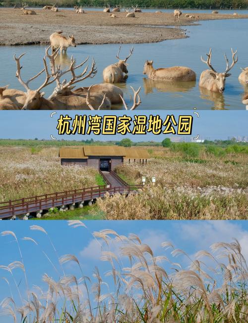 宁波慈溪紫湿地