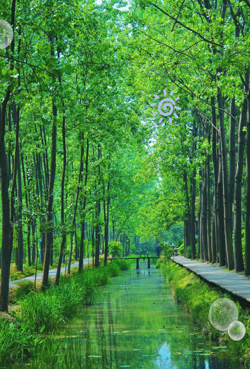 合肥碧水森林公园