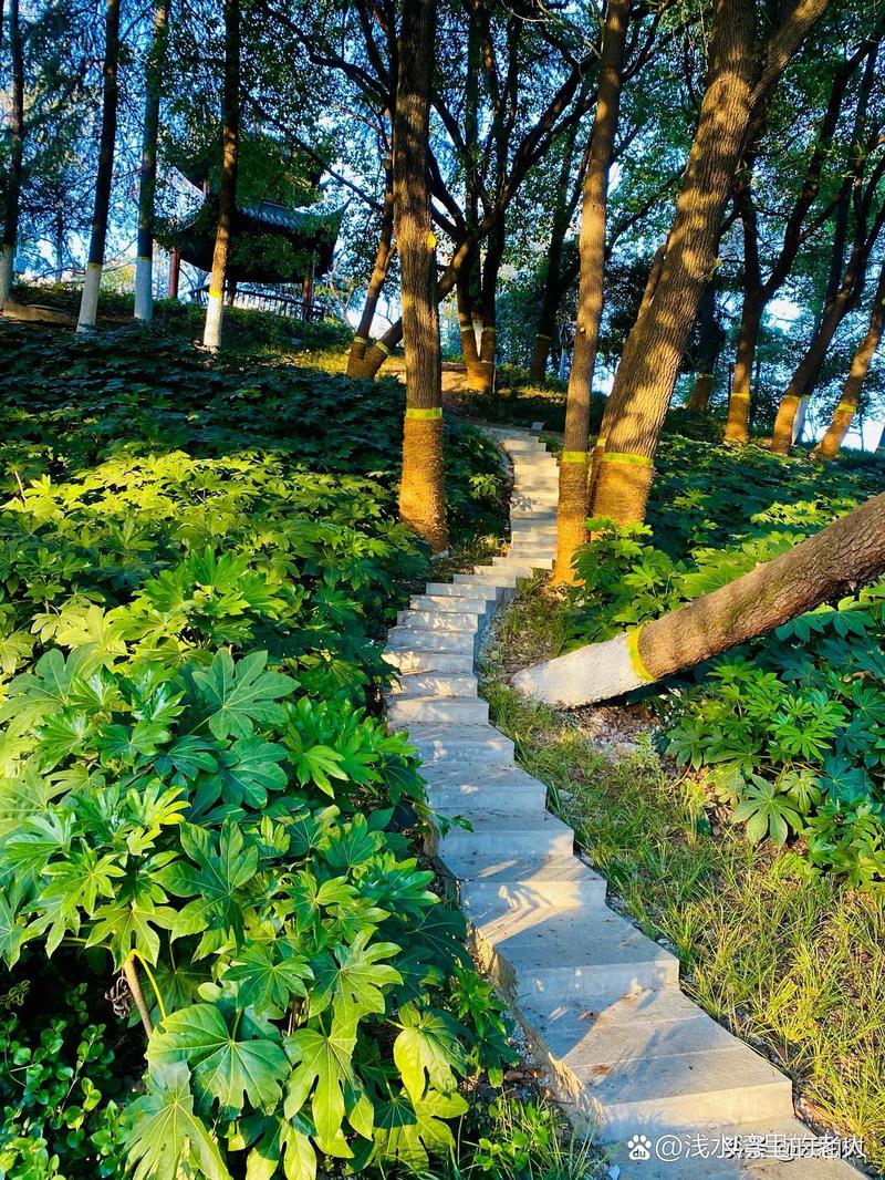 合肥瑶海仙森林公园