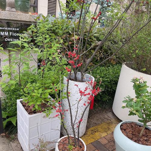嘉兴嘉善腾花店