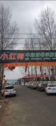 小红帽草莓采摘园23号棚