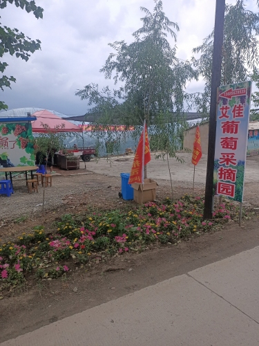 艾佳绿色葡萄采摘园(暂停营业)