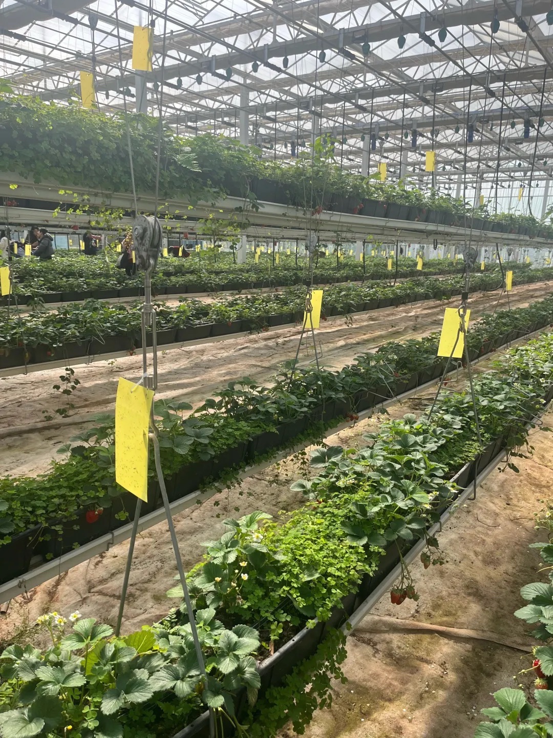 花果山金果小镇