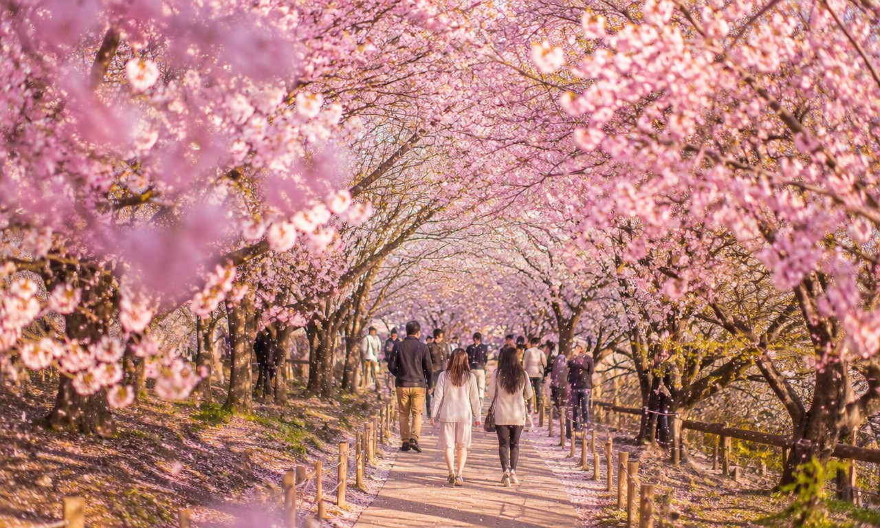 凤凰沟樱花谷